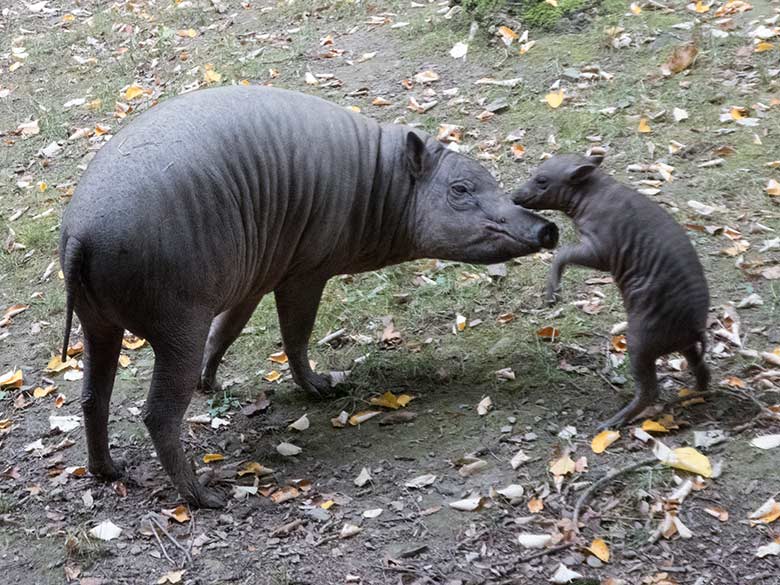 Hirscheber am 25. September 2019 auf der Außenanlage im Zoologischen Garten Wuppertal