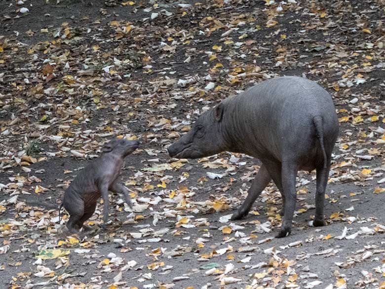 Hirscheber am 25. September 2019 auf der Außenanlage im Grünen Zoo Wuppertal