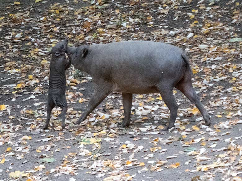 Hirscheber am 25. September 2019 auf der Außenanlage im Wuppertaler Zoo