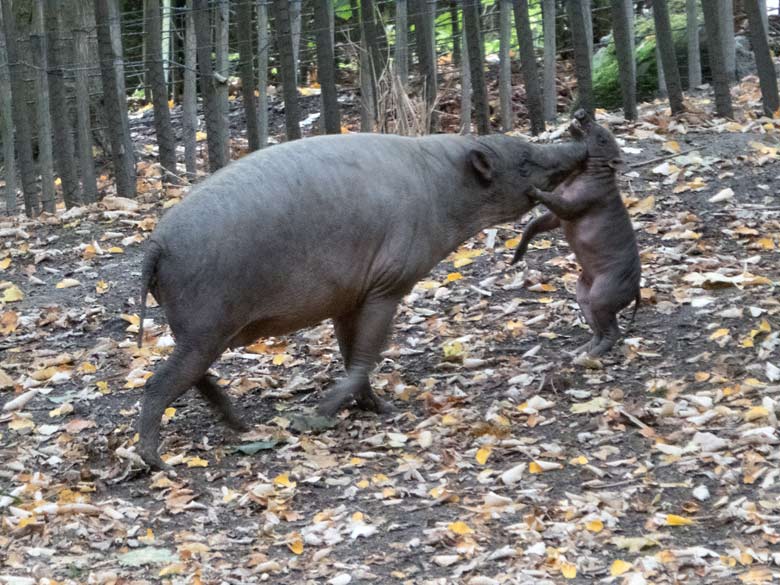 Hirscheber am 25. September 2019 auf der Außenanlage im Zoo Wuppertal