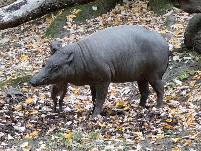 Hirscheber am 25. September 2019 auf der Außenanlage im Grünen Zoo Wuppertal