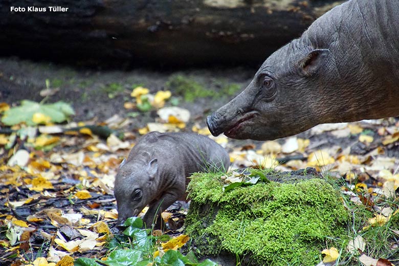 Hirscheber mit Jungtier am 30. September 2019 auf der Außenanlage im Zoo Wuppertal (Foto Klaus Tüller)