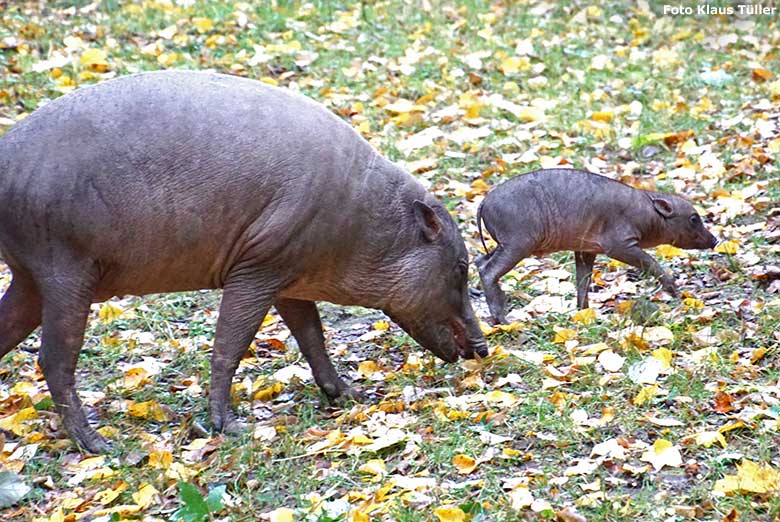 Hirscheber mit Jungtier am 30. September 2019 auf der Außenanlage im Wuppertaler Zoo (Foto Klaus Tüller)