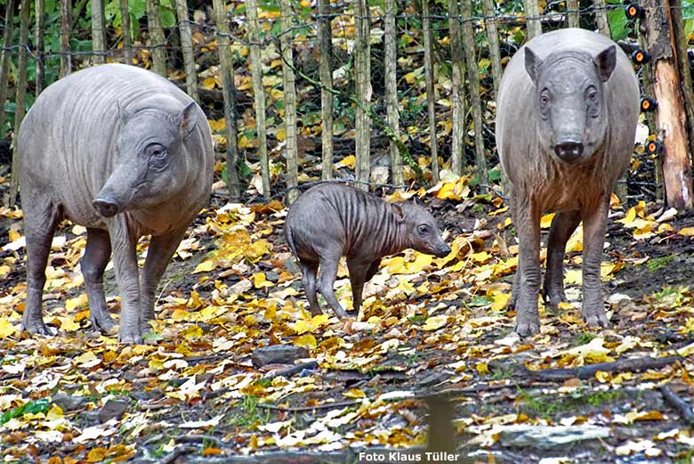 Hirscheber mit Jungtier am 30. September 2019 auf der Außenanlage im Grünen Zoo Wuppertal (Foto Klaus Tüller)