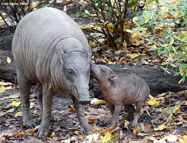 Hirscheber-Weibchen YALA mit Hirscheber-Ferkel PALU am 5. Oktober 2019 auf der Außenanlage im Grünen Zoo Wuppertal (Foto Klaus Tüller)