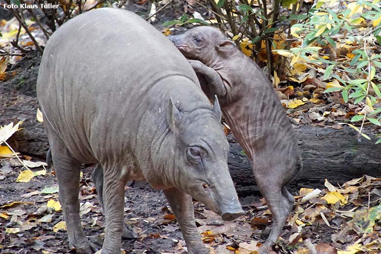 Hirscheber-Weibchen YALA mit Hirscheber-Ferkel PALU am 5. Oktober 2019 auf der Außenanlage im Zoologischen Garten Wuppertal (Foto Klaus Tüller)