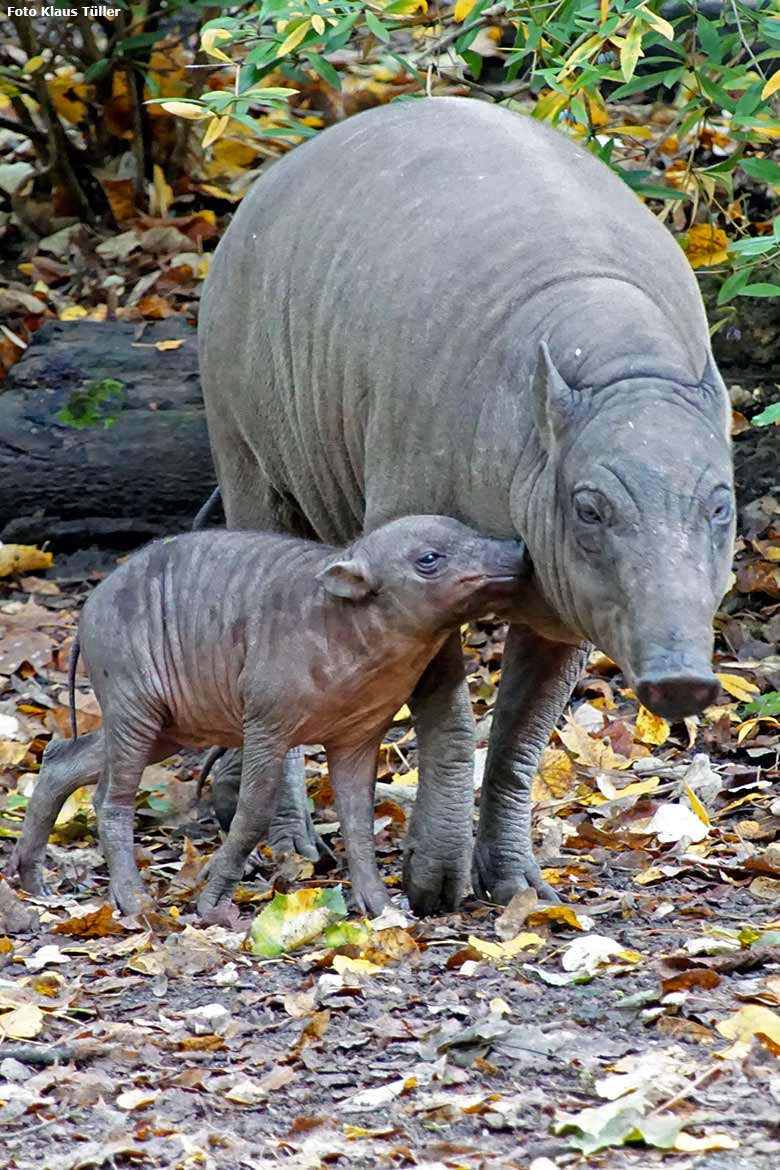 Hirscheber-Ferkel PALU mit Hirscheber-Weibchen YALA am 5. Oktober 2019 auf der Außenanlage im Wuppertaler Zoo (Foto Klaus Tüller)
