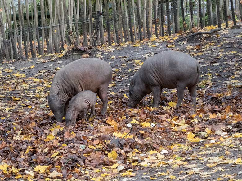 Hirscheber-Weibchen mit Hirscheber-Ferkel PALU am 3. November 2019 auf der Außenanlage im Zoologischen Garten der Stadt Wuppertal