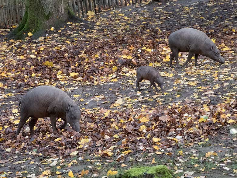 Hirscheber-Weibchen mit Hirscheber-Ferkel PALU am 3. November 2019 auf der Außenanlage im Wuppertaler Zoo