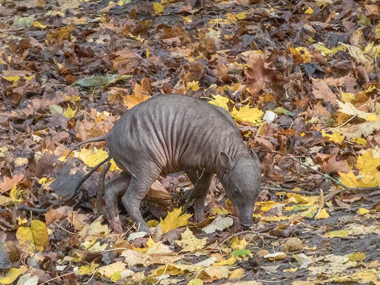 Hirscheber-Jungtier PALU am 3. November 2019 auf der Außenanlage im Grünen Zoo Wuppertal