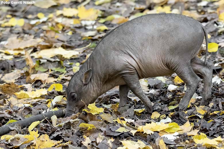 Hirscheber-Jungtier PALU am 16. November 2019 auf der Außenanlage im Grünen Zoo Wuppertal (Foto Gerrit Nitsch)