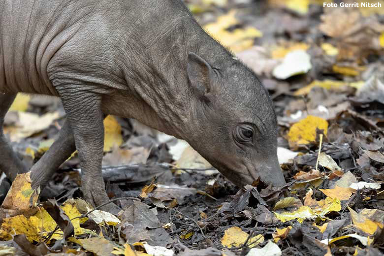 Hirscheber-Jungtier PALU am 16. November 2019 auf der Außenanlage im Zoologischen Garten Wuppertal (Foto Gerrit Nitsch)