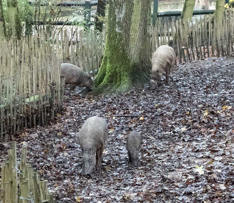 Hirscheber-Weibchen YALA mit dem männlichen Jungtier PALU (beide vorn) sowie Hirscheber-Weibchen FRANZI (hinten links) und Hirscheber-Männchen MANNI (hinten rechts) am 4. Dezember 2019 auf der Außenanlage im Zoologischen Garten Wuppertal