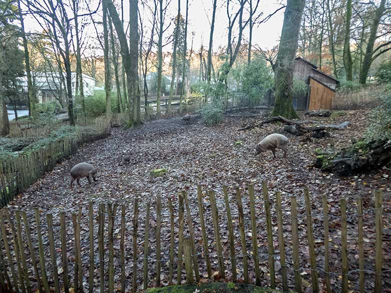 Hirscheber-Weibchen YALA mit Jungtier PALU (beide links) sowie Hirscheber-Männchen MANNI  (rechts) und Hirscheber-Weibchen FRANZI (hinten) am 4. Dezember 2019 auf der Außenanlage im Zoo Wuppertal