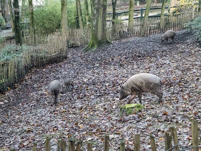 Hirscheber-Weibchen YALA mit Jungtier PALU (beide links) sowie Hirscheber-Männchen MANNI  (rechts) und Hirscheber-Weibchen FRANZI (hinten) am 4. Dezember 2019 auf der Außenanlage im Zoologischen Garten der Stadt Wuppertal