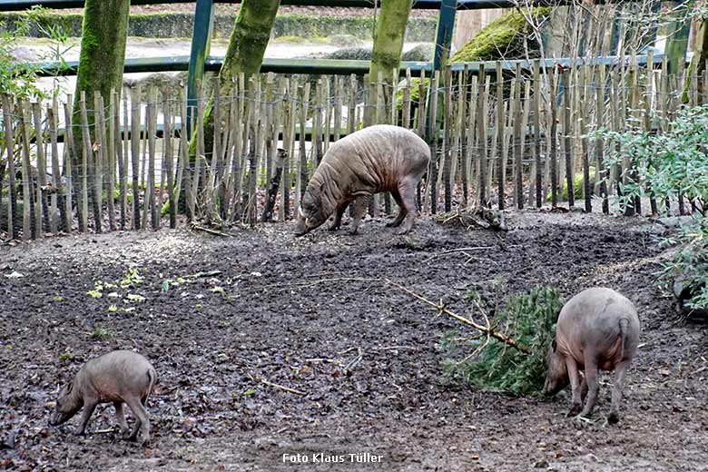 Hirscheber am 11. Januar 2020 auf der Außenanlage im Grünen Zoo Wuppertal (Foto Klaus Tüller)