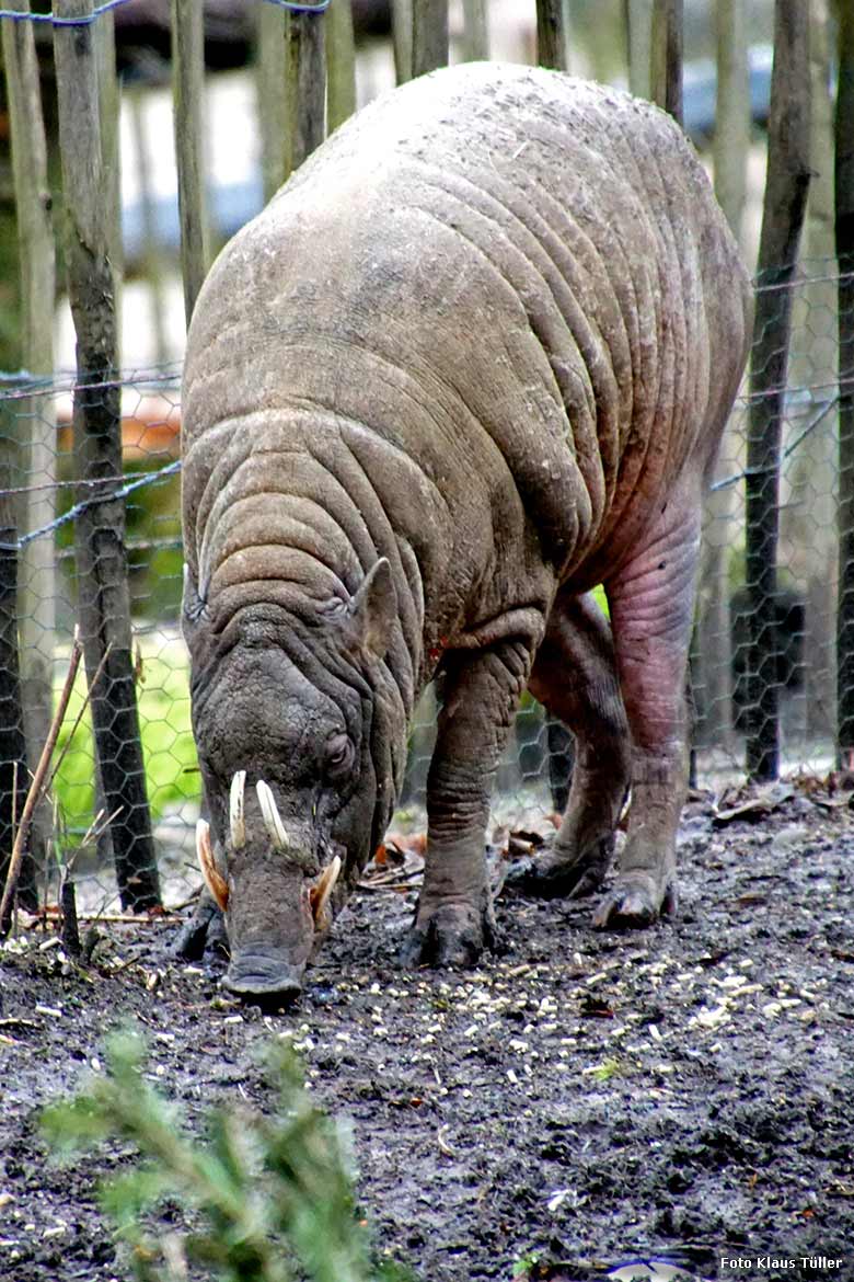 Hirscheber-Männchen MANNI am 11. Januar 2020 auf der Außenanlage im Wuppertaler Zoo (Foto Klaus Tüller)