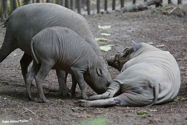 Hirscheber-Jungtier PALU mit einem weiblichen und dem männlichen Hirscheber MANNI am 25. Mai 2020 auf der Außenanlage im Grünen Zoo Wuppertal (Foto Klaus Tüller)