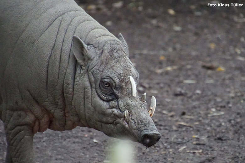 Hirscheber-Männchen am 29. Juni 2020 auf der Außenanlage im Zoo Wuppertal (Foto Klaus Tüller)