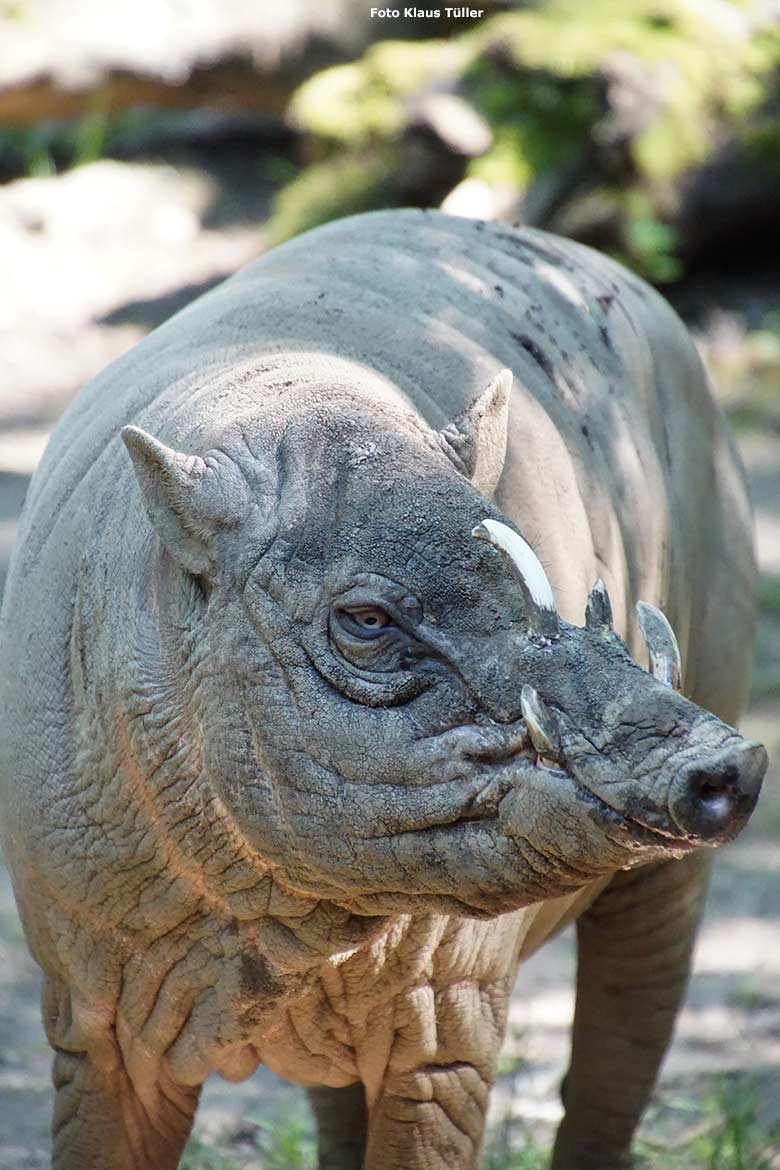 Hirscheber am 13. Juli 2020 auf der Außenanlage im Zoo Wuppertal (Foto Klaus Tüller)