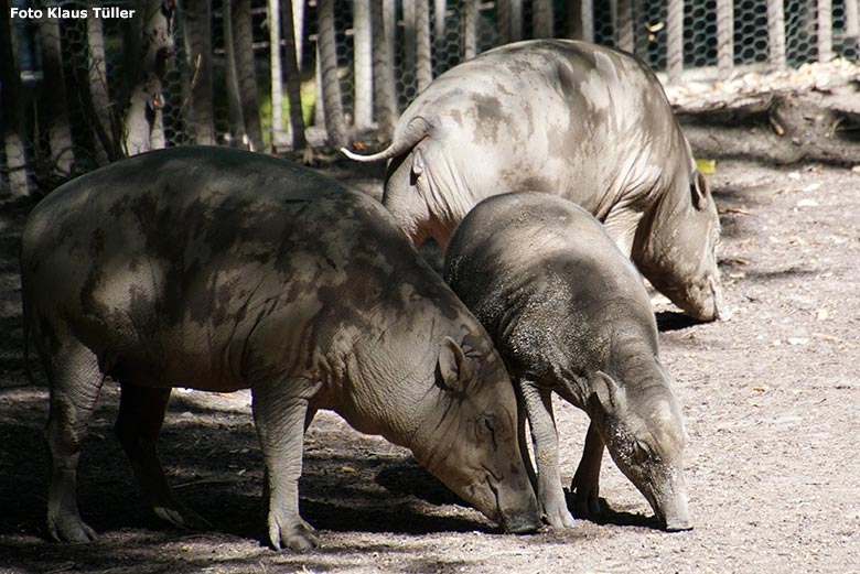 Hirscheber am 13. Juli 2020 auf der Außenanlage im Grünen Zoo Wuppertal (Foto Klaus Tüller)