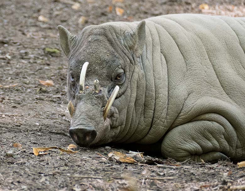 Männlicher Hirscheber Masamba (Manni) am 27. Juli 2020 auf der Außenanlage im Zoologischen Garten Wuppertal