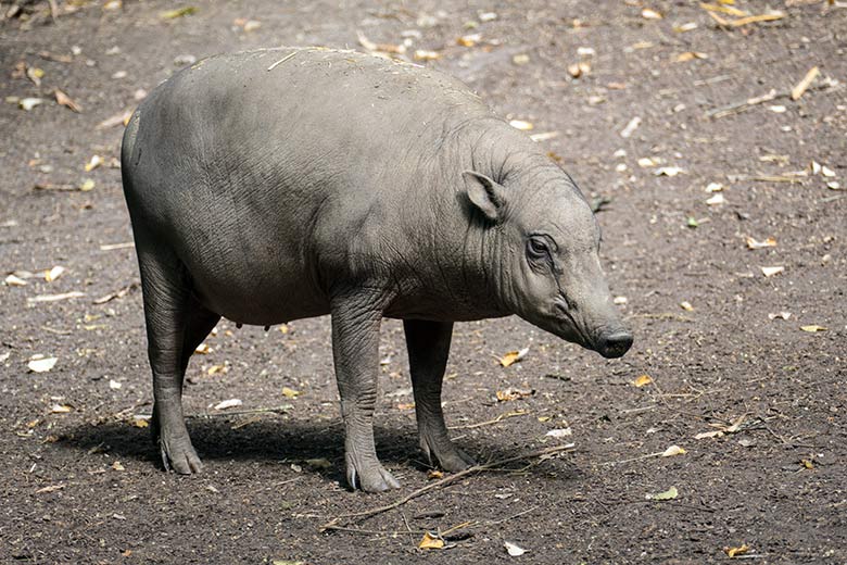 Weiblicher Hirscheber am 27. Juli 2020 auf der Außenanlage im Wuppertaler Zoo