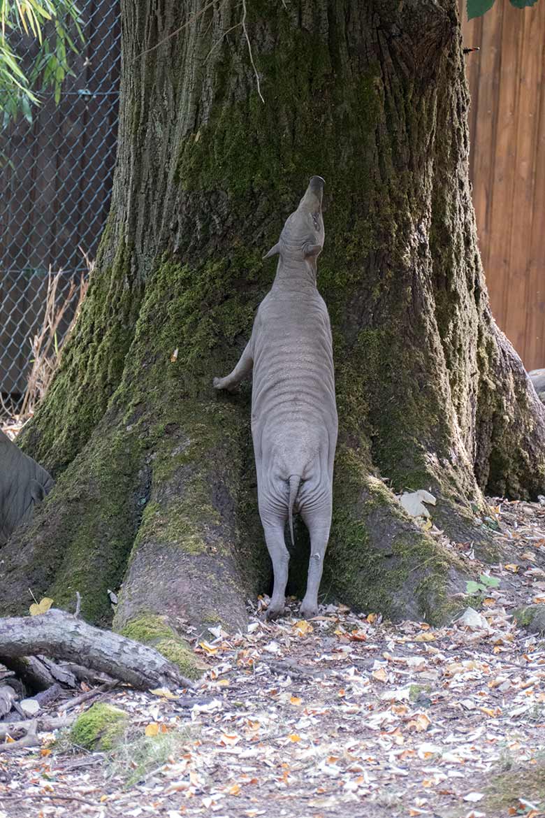 Hirscheber-Jungtier PALU am 2. August 2020 auf der Außenanlage im Zoologischen Garten der Stadt Wuppertal