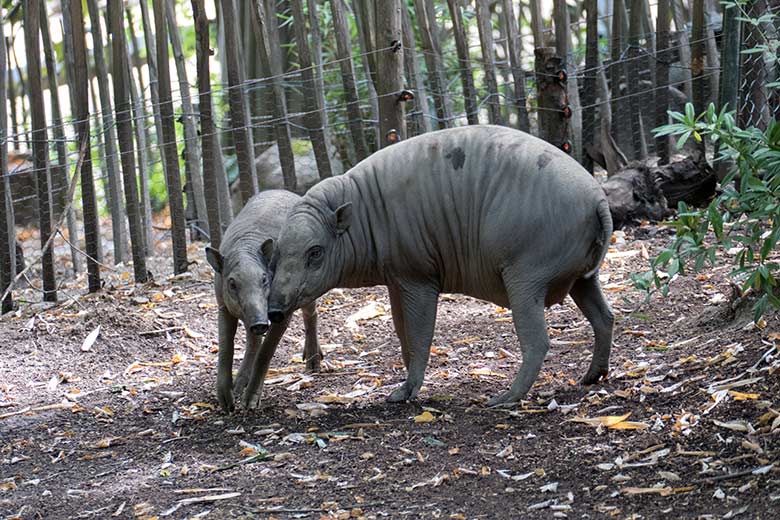 Hirscheber-Jungtier PALU mit Hirscheber-Mutter YALA am 2. August 2020 auf der Außenanlage im Zoo Wuppertal