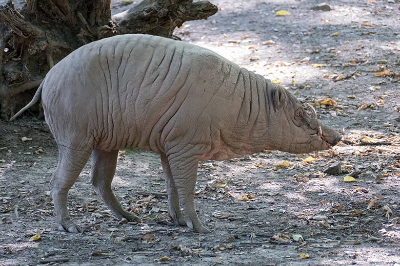 Vermeintlicher Hirsche-Bär am 8. August 2020 auf der Außenanlage im Zoologischen Garten der Stadt Wuppertal