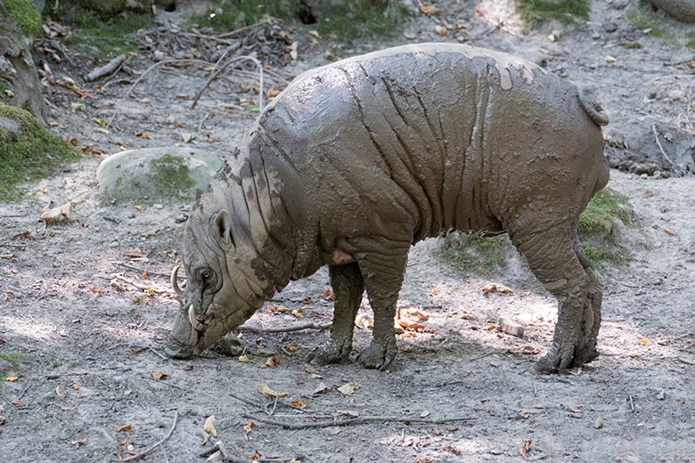 Vermeintlicher Hirsche-Bär am 8. August 2020 auf der Außenanlage im Grünen Zoo Wuppertal