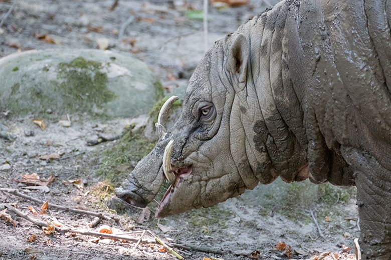 Vermeintlicher Hirsche-Bär am 8. August 2020 auf der Außenanlage im Wuppertaler Zoo