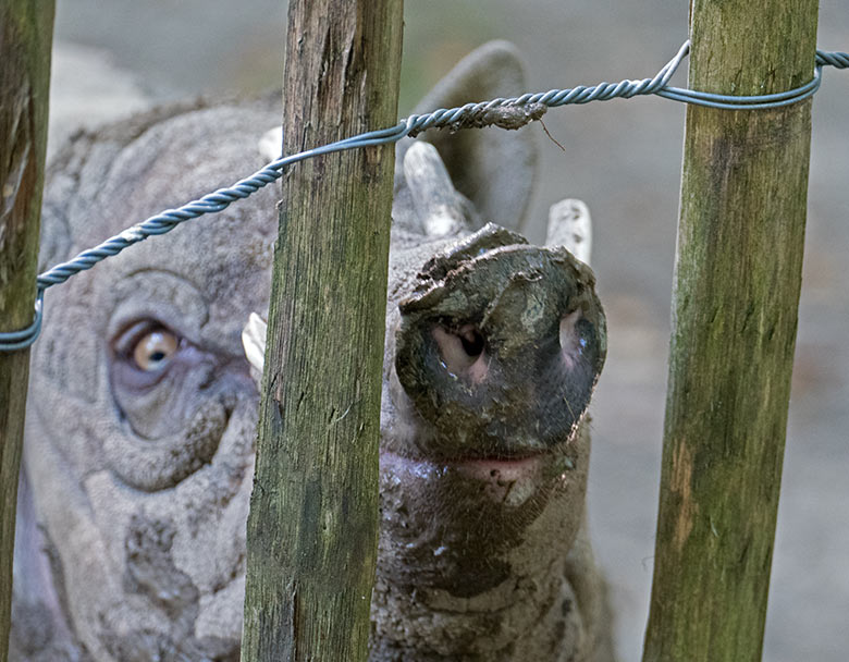 Vermeintlicher Hirsche-Bär am 8. August 2020 auf der Außenanlage im Zoologischen Garten Wuppertal