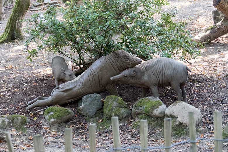 Hirscheber-Jungtier PALU mit Hirscheber-Vater MASAMBA (MANNI) und Hirscheber-Weibchen FRANZI am 11. August 2020 auf der Außenanlage im Zoologischen Garten der Stadt Wuppertal