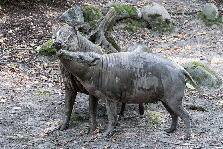 Hirscheber-Jungtier PALU mit Hirscheber-Vater MASAMBA (MANNI) und Hirscheber-Weibchen FRANZI am 11. August 2020 auf der Außenanlage im Grünen Zoo Wuppertal