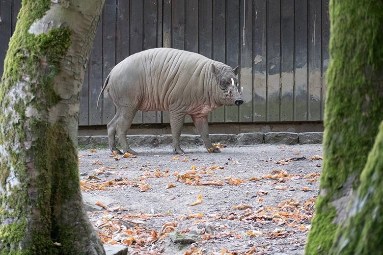 Männlicher Hirscheber MASAMBA (MANNI) am 13. August 2020 auf der Außenanlage im Zoo Wuppertal