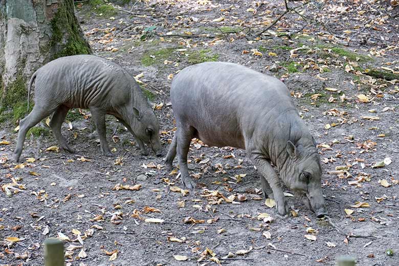 Hirscheber-Jungtier PALU mit Hirscheber-Mutter YALA am 13. August 2020 auf der Außenanlage im Wuppertaler Zoo