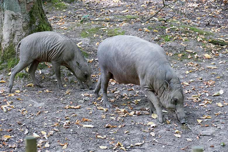 Hirscheber-Jungtier PALU mit Hirscheber-Mutter YALA am 13. August 2020 auf der Außenanlage im Wuppertaler Zoo