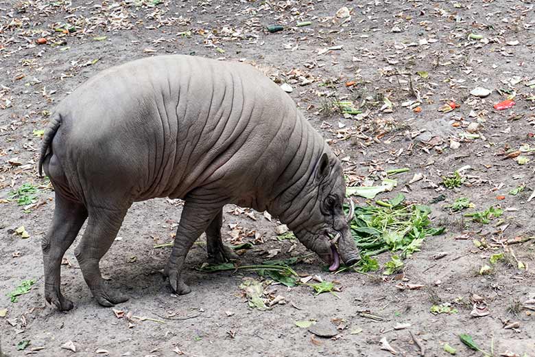 Männlicher Hirscheber MASAMBA (MANNI) am 14. August 2020 auf der Außenanlage im Zoologischen Garten Wuppertal