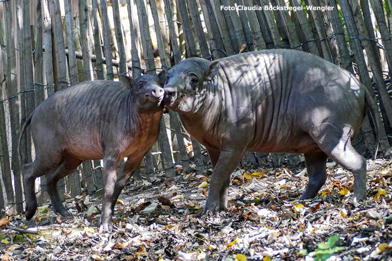 Schmusende Hirscheber PALU und YALA am 17. September 2020 auf der Außenanlage im Wuppertaler Zoo (Foto Claudia Böckstiegel-Wengler)