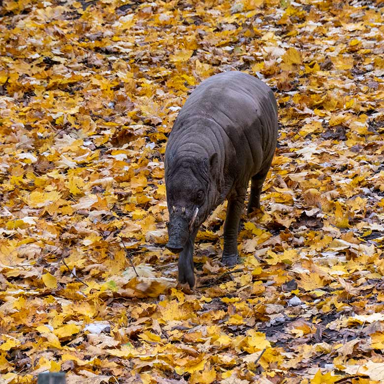 Männlicher Hirscheber MASAMBA (Manni) am 22. Oktober 2020 auf der Außenanlage im Grünen Zoo Wuppertal