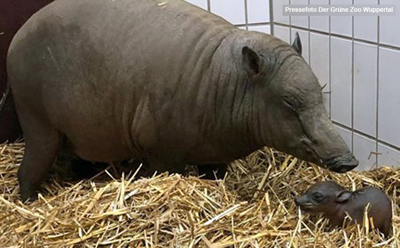 Weiblicher Hirscheber YALA mit dem noch namenlosen Jungtier am 7. März 2021 im Wuppertaler Zoo (Pressefoto Der Grüne Zoo Wuppertal)