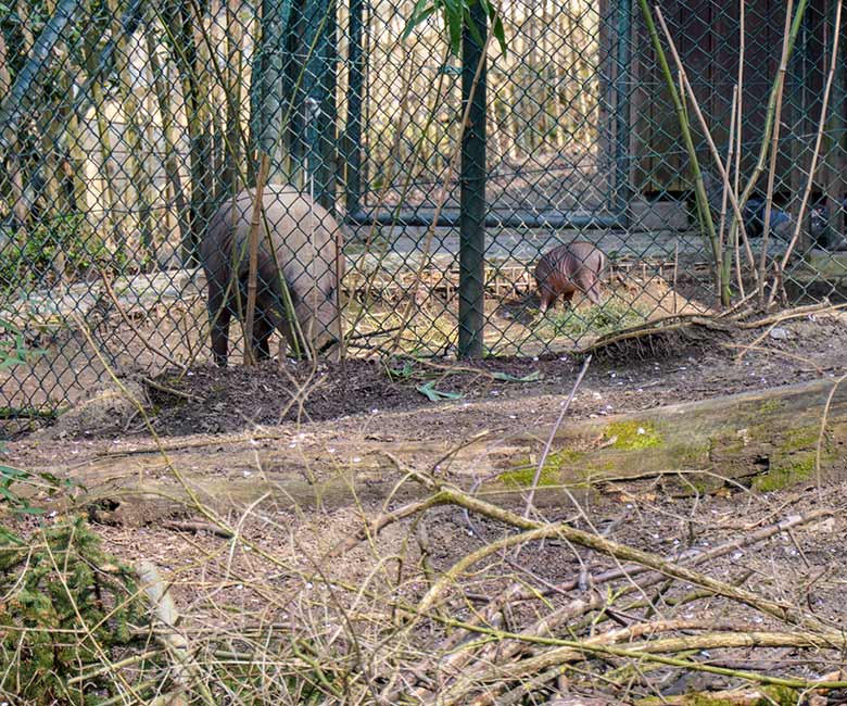 Hirscheber-Mutter YALA mit dem männlichen Hirscheber-Jungtier KEDUA am 1. April 2021 im Vorgehege am Stallgebäude im Grünen Zoo Wuppertal
