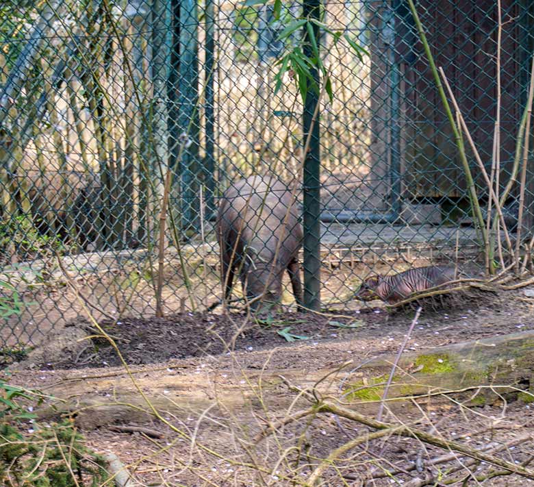 Hirscheber-Mutter YALA mit dem männlichen Hirscheber-Jungtier KEDUA am 1. April 2021 im Vorgehege am Stallgebäude im Zoologischen Garten Wuppertal