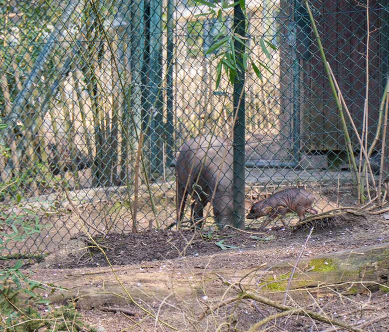 Hirscheber-Mutter YALA mit dem männlichen Hirscheber-Jungtier KEDUA am 1. April 2021 im Vorgehege am Stallgebäude im Zoo Wuppertal