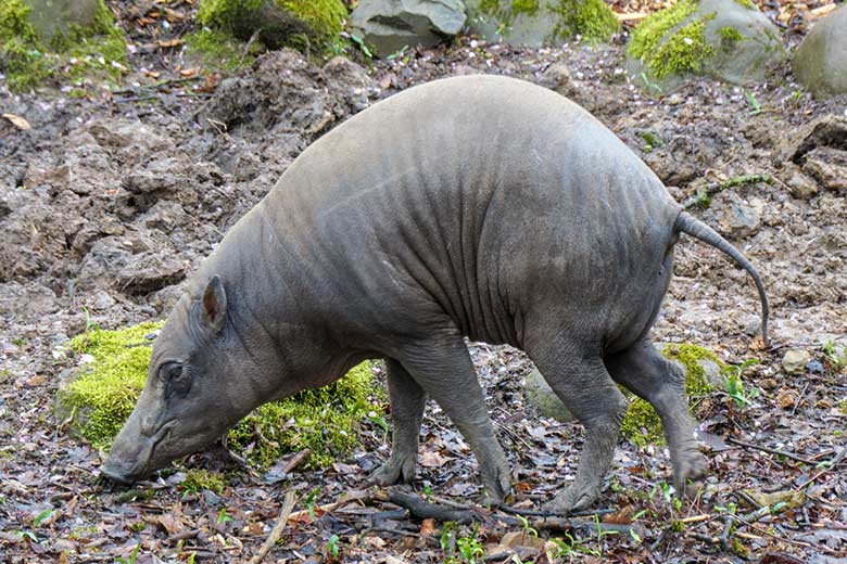 Weiblicher Hirscheber FRANZI am 6. April 2021 auf der unteren Außenanlage im Zoologischen Garten Wuppertal