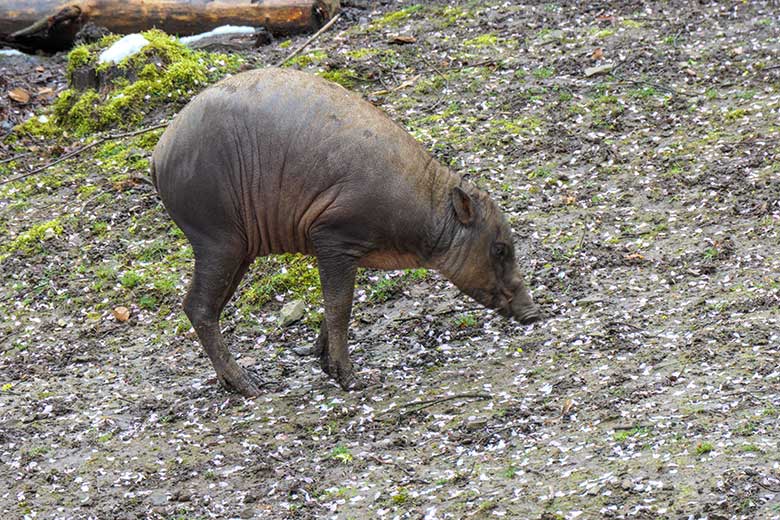 Männliches Hirscheber-Jungtier PALU am 6. April 2021 auf der oberen Außenanlage im Zoologischen Garten der Stadt Wuppertal