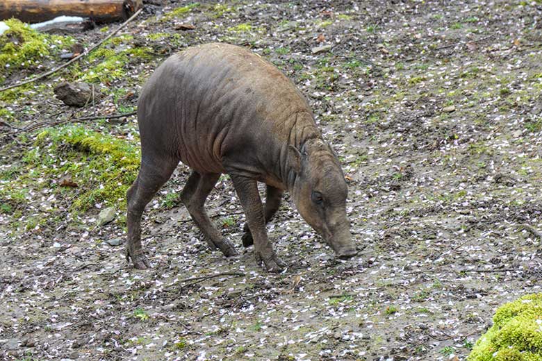 Männliches Hirscheber-Jungtier PALU am 6. April 2021 auf der oberen Außenanlage im Wuppertaler Zoo