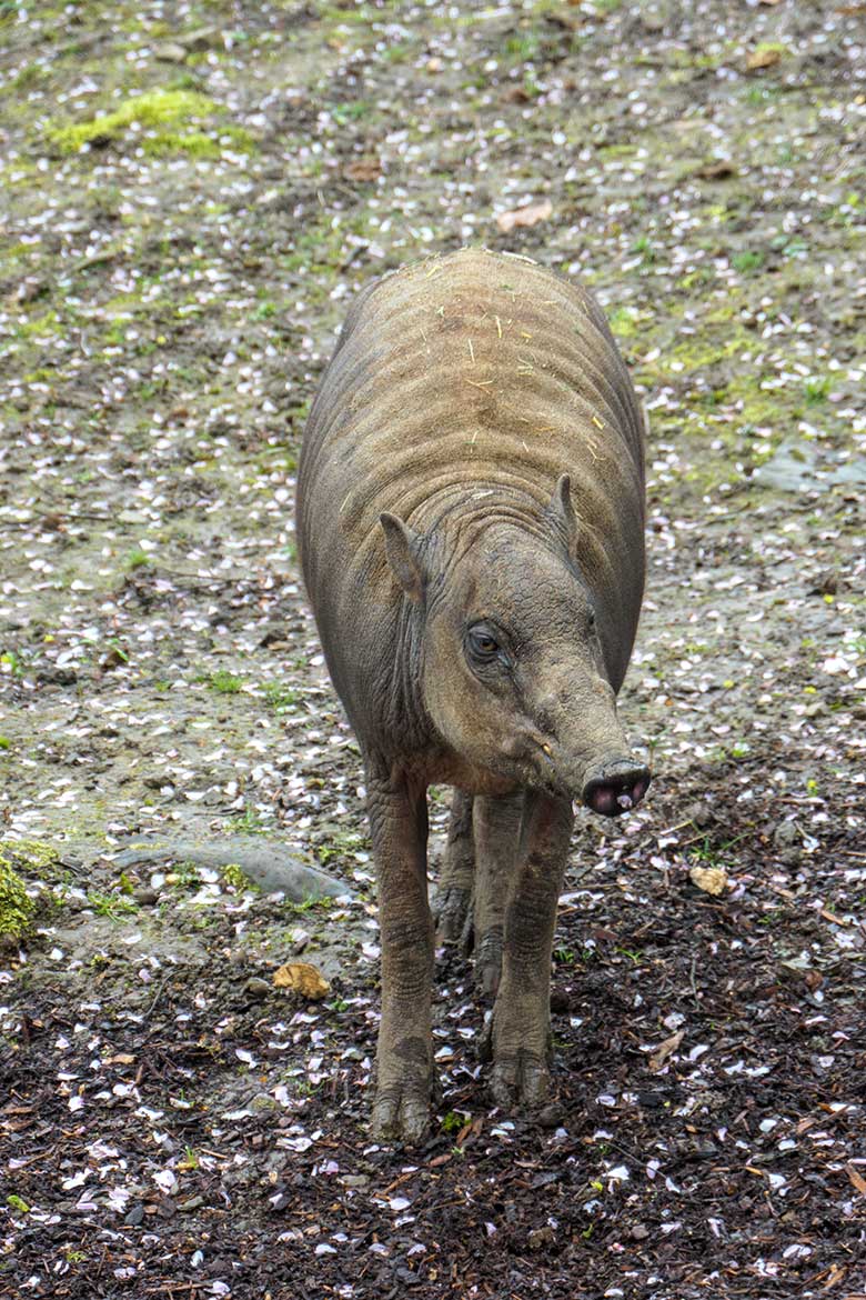 Männliches Hirscheber-Jungtier PALU am 6. April 2021 auf der oberen Außenanlage im Zoo Wuppertal