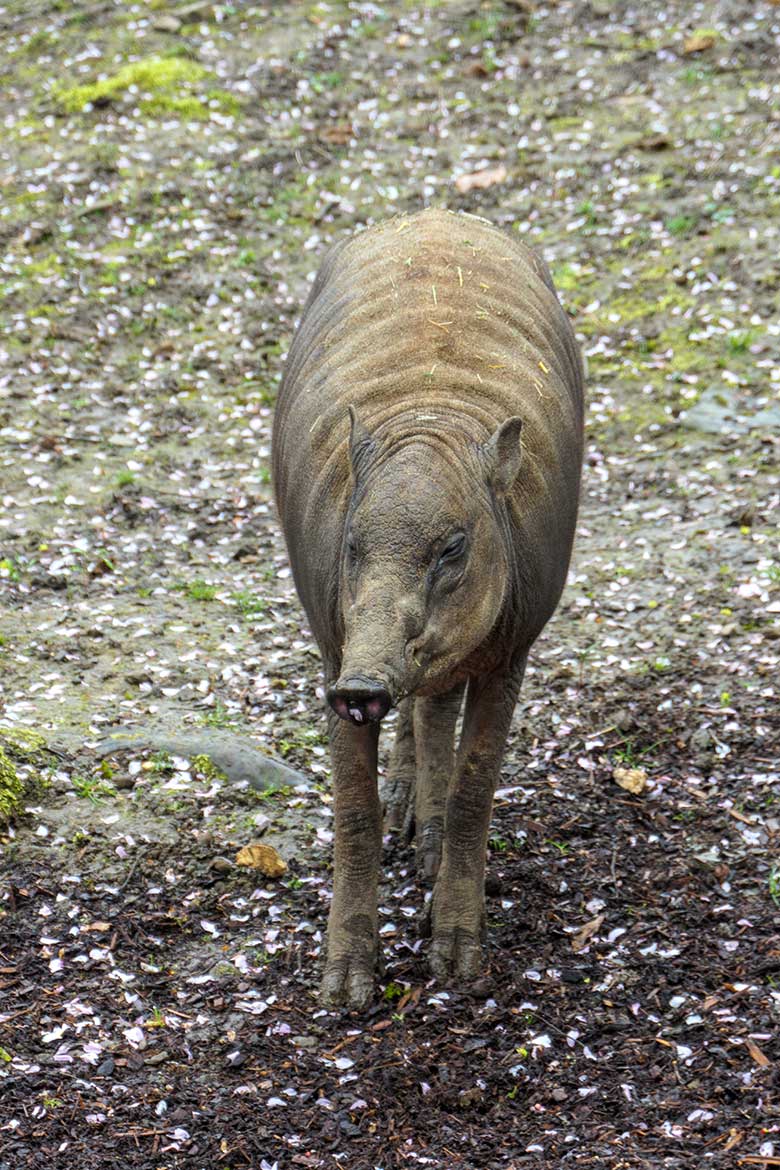 Männliches Hirscheber-Jungtier PALU am 6. April 2021 auf der oberen Außenanlage im Grünen Zoo Wuppertal